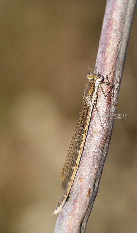 普通冬青雀(fusecma fusca)